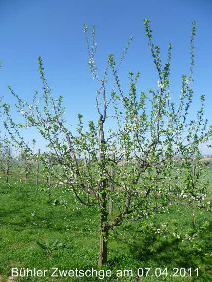 Bhler 07042011-1