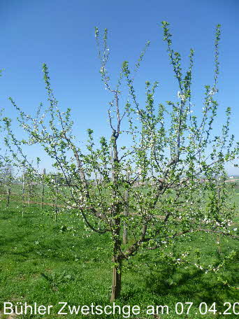 Bhler 07042011-1
