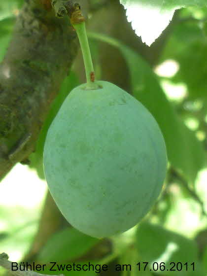 Bhler 17062001-1
