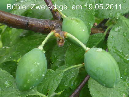 Bhler 19052011-1
