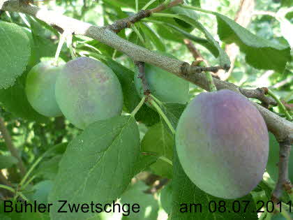 Bhler Zwetsche 08072011-2