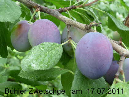 Bhler Zwetsche 17072011-3