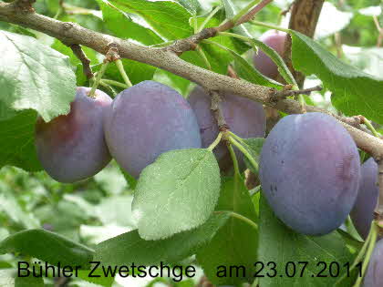 Bhler Zwetsche 22072011-1