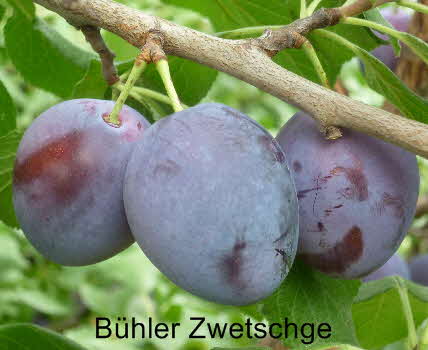 Bhler Zwetsche  27072011-1