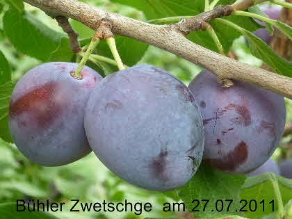 Bhler Zwetsche  27072011-1
