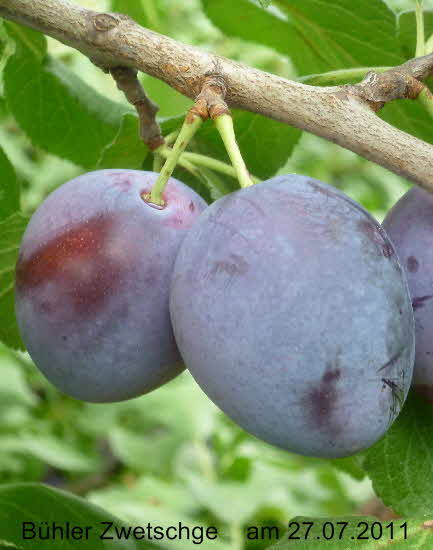 Bhler Zwetsche  27072011-2