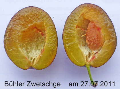 Bhler Zwetsche  27072011-32