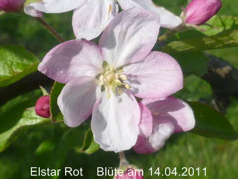 Elstar 14042011-2