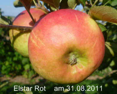 Elstar Rot 31082011-1