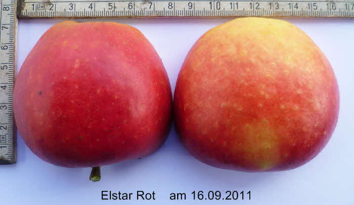 Elstar Rot Frucht