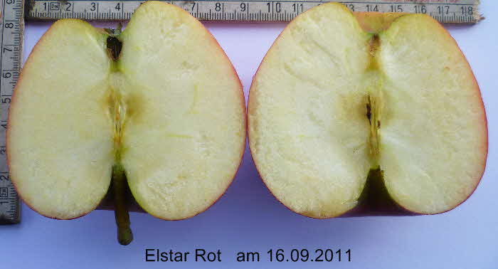 Elstar Rot Frucht im Schnitt