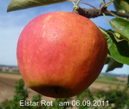 Elstar Rot Spalier 06092011-4