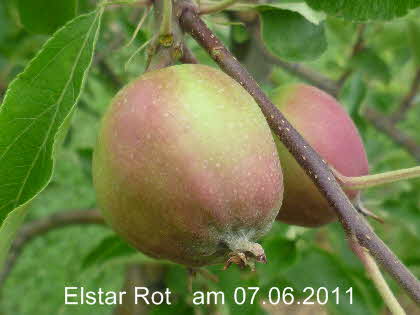 Elstar Rot Spalier 07062011-5