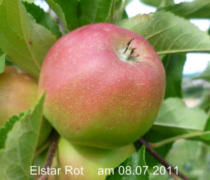 Elstar Rot Spalier 08072011-2