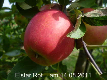 Elstar Rot Spalier 14082011-1