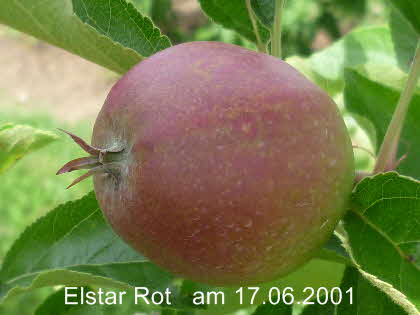 Elstar Rot Spalier 17062001-2