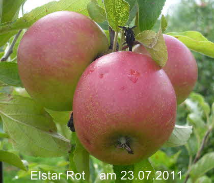 Elstar Rot Spalier 23072011-2