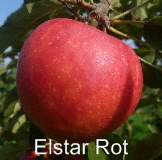 Elstar Rot Spalier    16092011-1