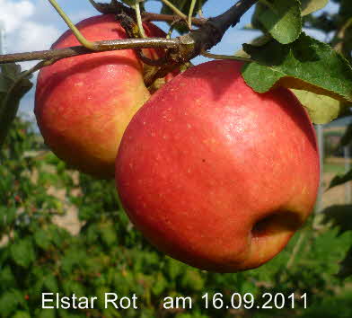 Elstar Rot Spalier    16092011-4