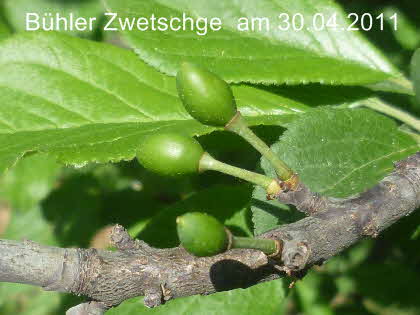 Fruchtansatz Bhler Zwetsche  30042011-1