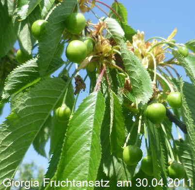 Fruchtansatz Giorgia   30042011-3