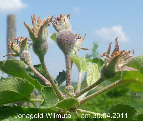 Fruchtansatz Jonagold Wilmuta Spalier 30042011-3
