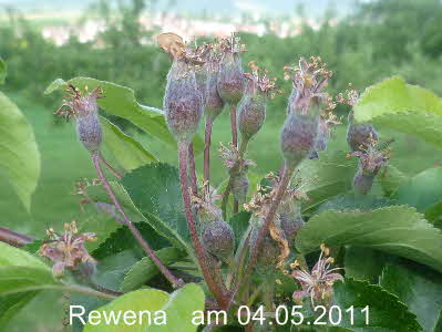 Fruchtansatz Rewena Halbstamm 04052011-1