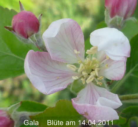 Gala 14042011-2