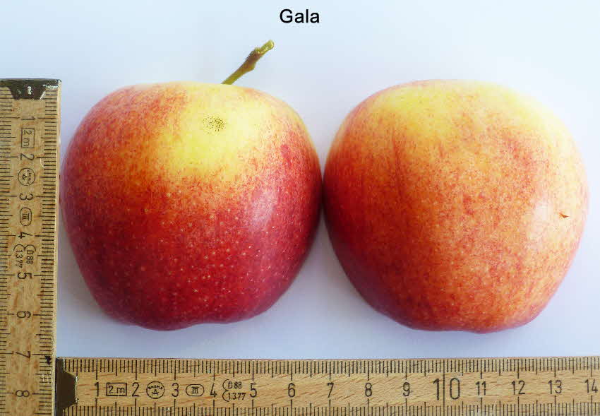 Gala Frucht