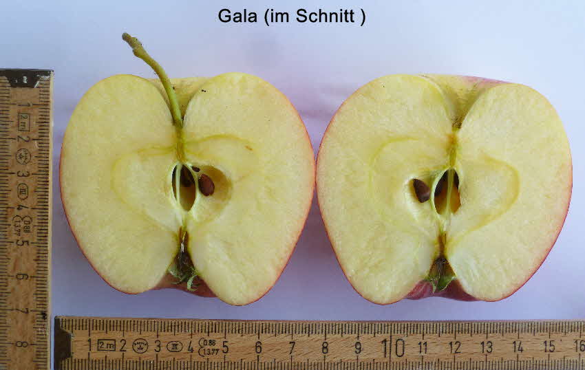 Gala Frucht im Schnitt