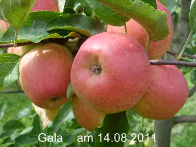 Gala Spalier 14082011-4