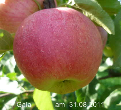 Gala Spalier 31082011-7