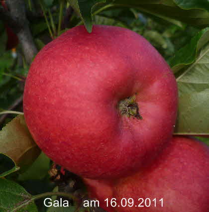 Gala Spalier    16092011-1