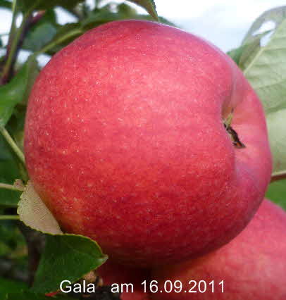 Gala Spalier    16092011-2