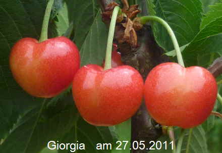 Giorgia 27052011-9