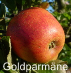 Goldparmne Halbstamm  21092011-1