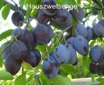 Hauszwetsche 20082011-3