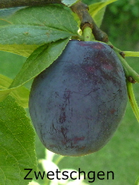 Hermann Zwetsche 27062011-2