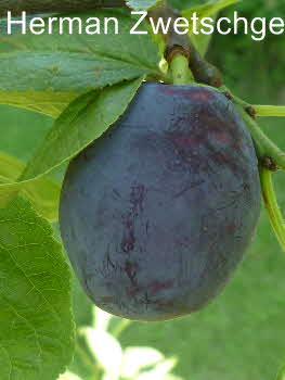Hermann Zwetsche 27062011-3