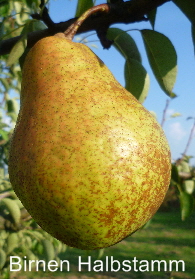 Birnen
