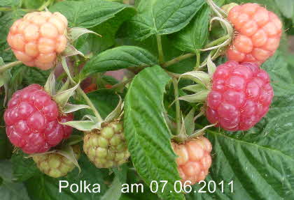 Himbeere Polka 07062011-8