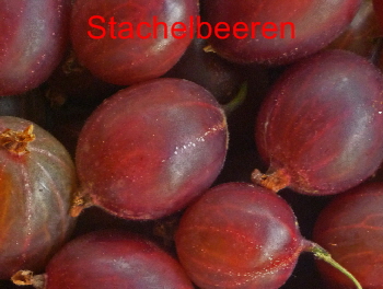 Hintergrund Stachelbeeren rot