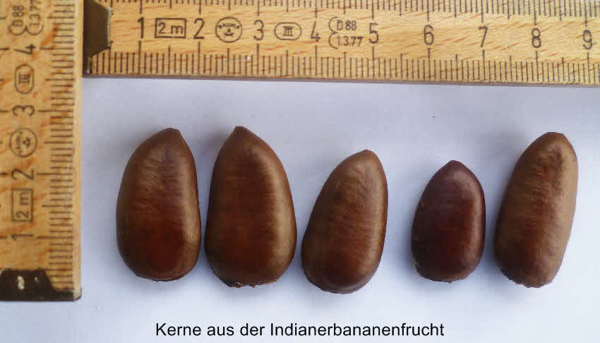 Indianerbanane Frucht Kerne-1