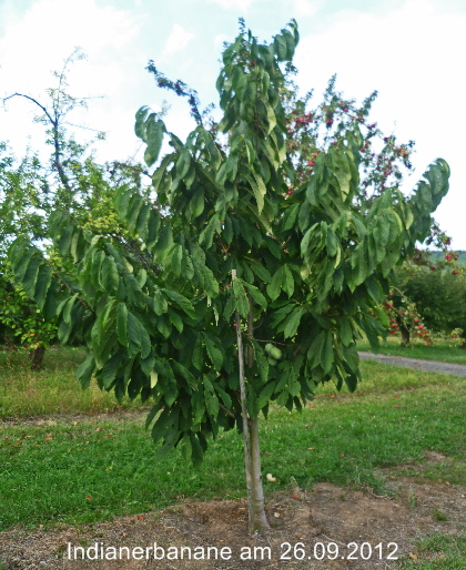 Indianerbanane 