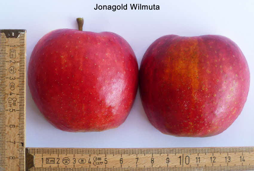 Jonagold Wilmuta Frucht1
