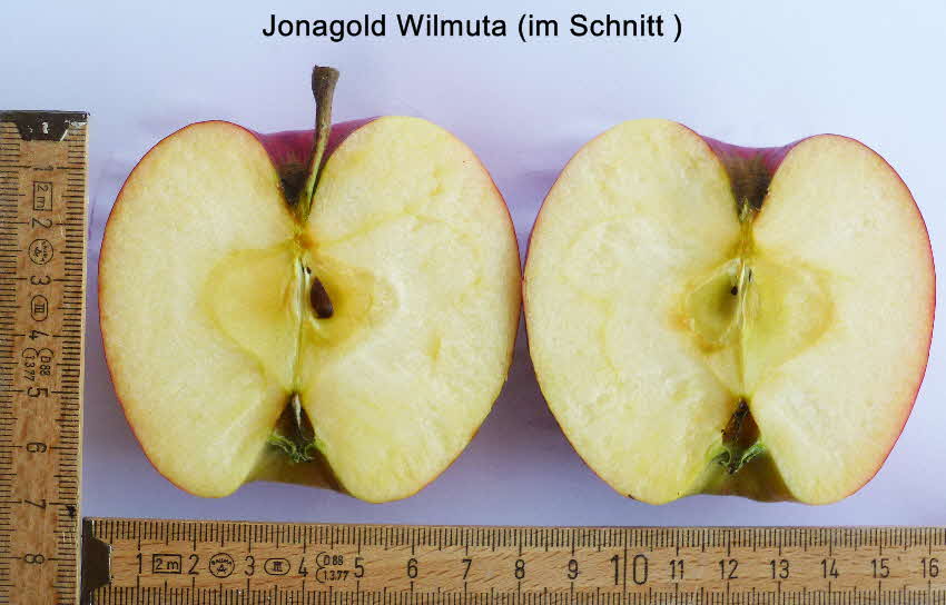 Jonagold Wilmuta Frucht im Schnitt1