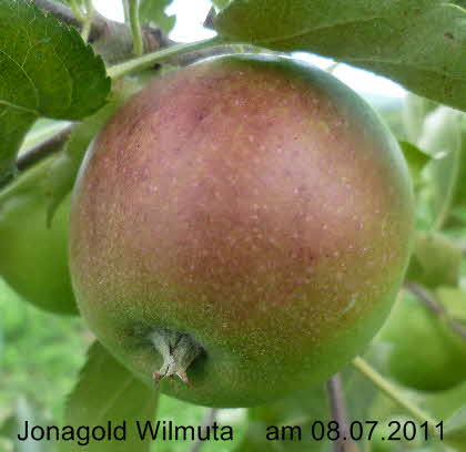 Jonagold Wilmuta Spalier 08072011-2