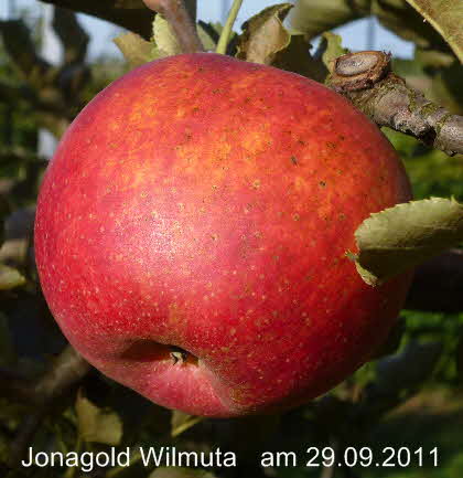 Jonagold Wilmuta Spalier 29092011-5
