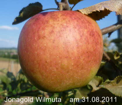 Jonagold Wilmuta  31082011-1