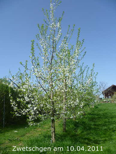Lehrgarten 10042011-3